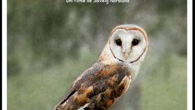 SOU AUTOR DO MEU NOME MIA COUTO